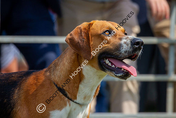 Festival of Hunting