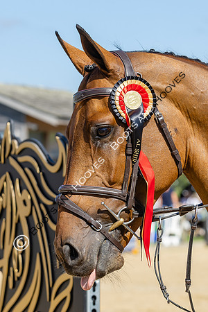 The Al Shira'aa British Young Horse Championships