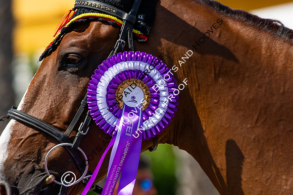 FEI Junior European Championship Young Riders, Juniors & Childre