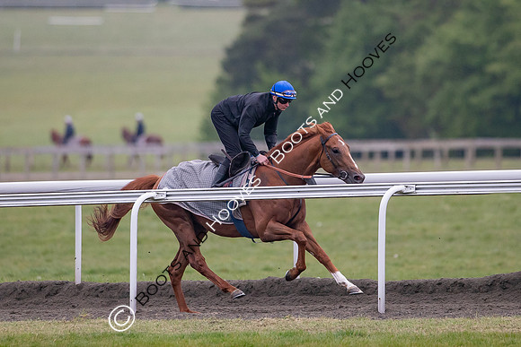 Newmarket Gallops
