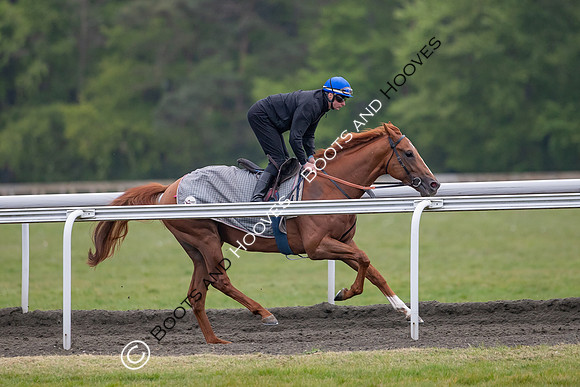 Newmarket Gallops