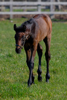 ~ MANDATORY Credit Elli Birch/Bootsandhooves- NO UNAUTHORISED USE - 07745909676
