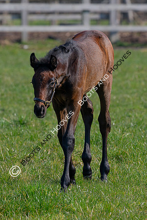 ~ MANDATORY Credit Elli Birch/Bootsandhooves- NO UNAUTHORISED USE - 07745909676