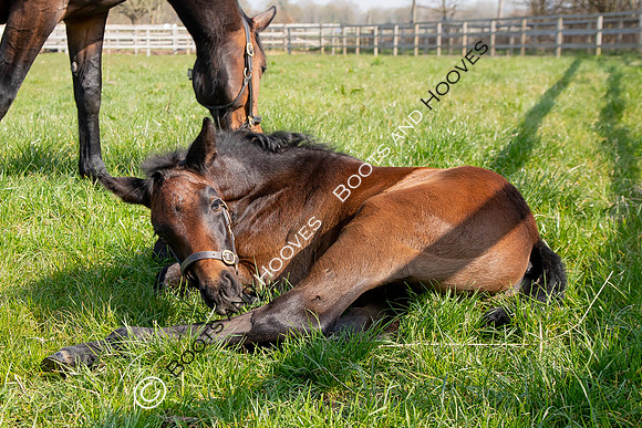 ~ MANDATORY Credit Elli Birch/Bootsandhooves- NO UNAUTHORISED USE - 07745909676