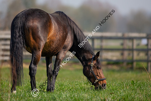 ~ MANDATORY Credit Elli Birch/Bootsandhooves- NO UNAUTHORISED USE - 07745909676