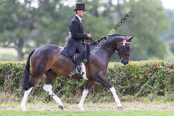 The Royal International Horse Show