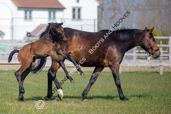 ~ MANDATORY Credit Elli Birch/Bootsandhooves- NO UNAUTHORISED USE - 07745909676