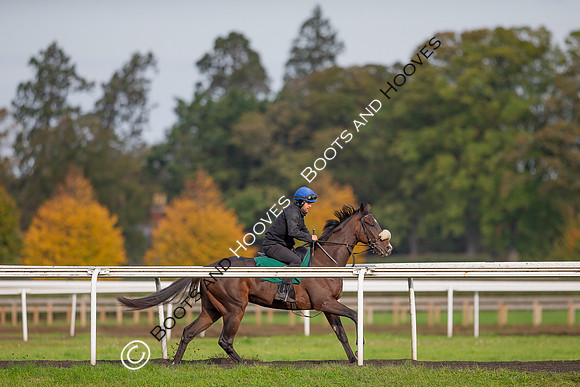 Newmarket