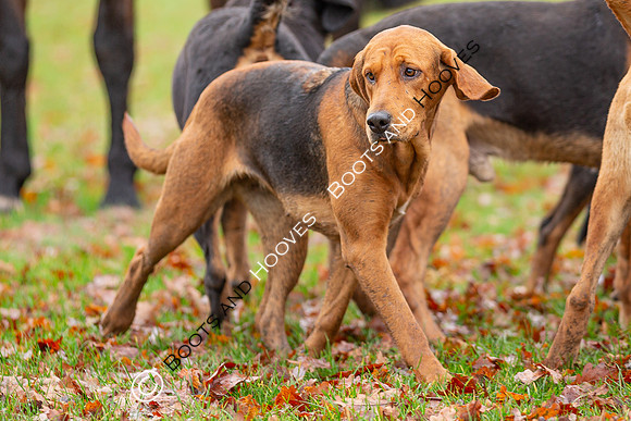 Bloodhounds