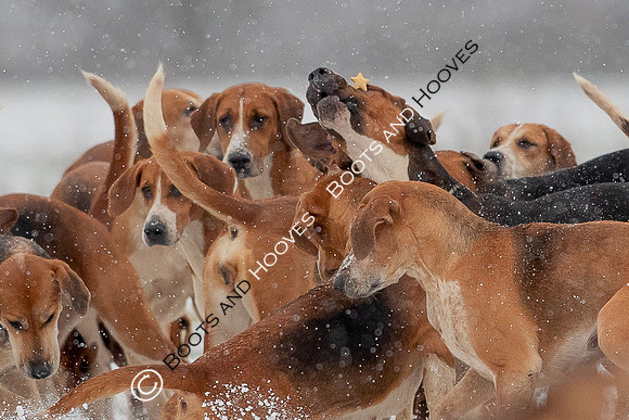 Hound Exercise