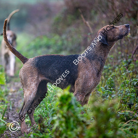 Hunting