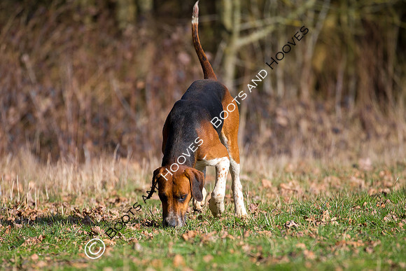 Hunting