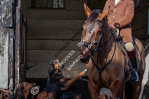 Coakham Bloodhounds