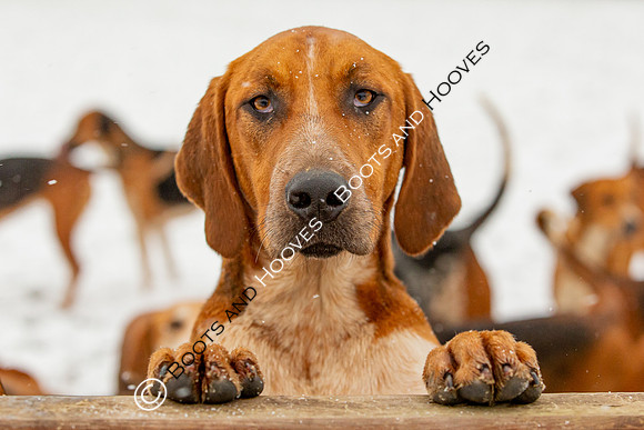 Hound Exercise