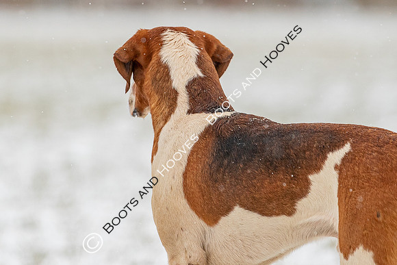 Hound Exercise