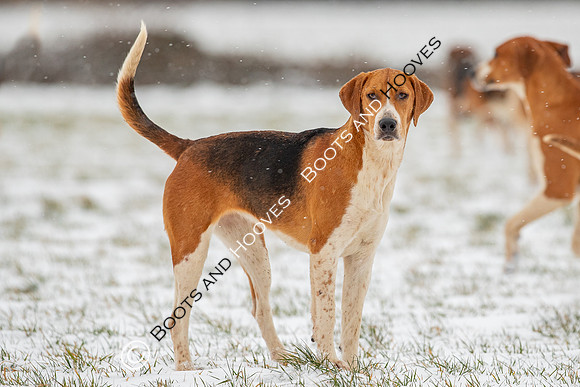 Hound Exercise