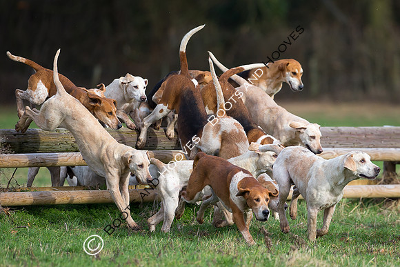 East Essex Hunt. Ladies Day. 29/01/2019 ~ MANDATORY Credit Elli Birch/Bootsandhooves - NO UNAUTHORISED USE - 07745 909676