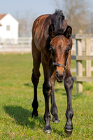 ~ MANDATORY Credit Elli Birch/Bootsandhooves- NO UNAUTHORISED USE - 07745909676