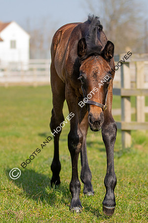 ~ MANDATORY Credit Elli Birch/Bootsandhooves- NO UNAUTHORISED USE - 07745909676