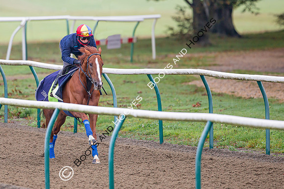 Newmarket
