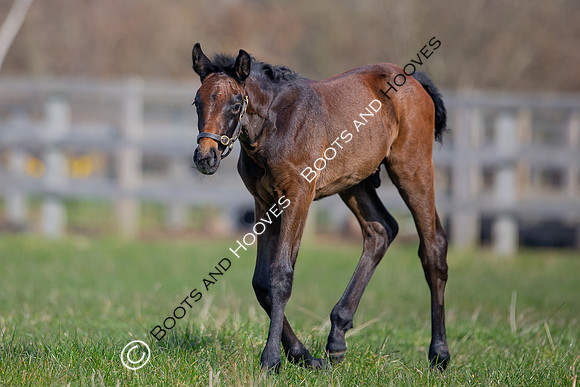 ~ MANDATORY Credit Elli Birch/Bootsandhooves- NO UNAUTHORISED USE - 07745909676