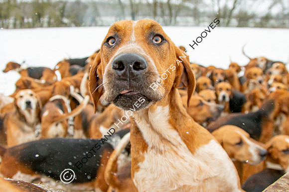 Hound Exercise