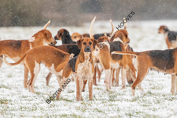 Hound Exercise