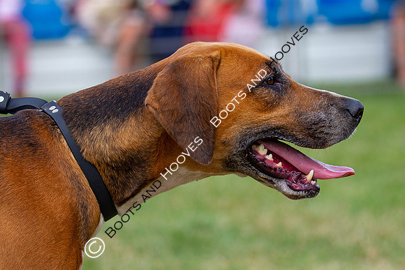 Festival of Hunting