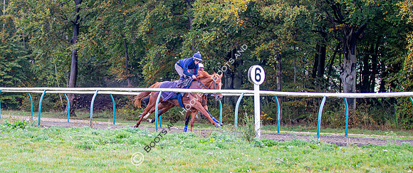 Newmarket