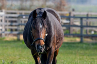 ~ MANDATORY Credit Elli Birch/Bootsandhooves- NO UNAUTHORISED USE - 07745909676