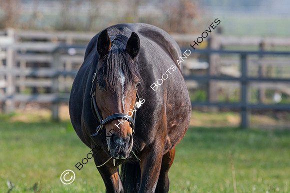 ~ MANDATORY Credit Elli Birch/Bootsandhooves- NO UNAUTHORISED USE - 07745909676