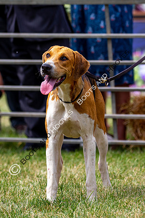 Festival of Hunting