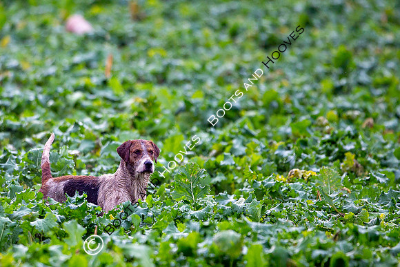 Hunting