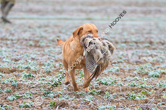 Dines Hall Game Shoot. 23/01/2019 ~ MANDATORY Credit Nick Gunn/Bootsandhooves - NO UNAUTHORISED USE - 07745 909676
