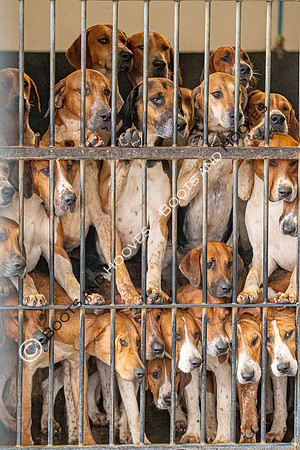 Hound Exercise