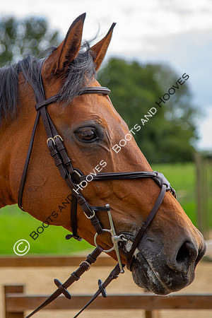 Science Supplements All England Jumping Championships