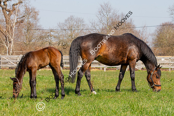 ~ MANDATORY Credit Elli Birch/Bootsandhooves- NO UNAUTHORISED USE - 07745909676