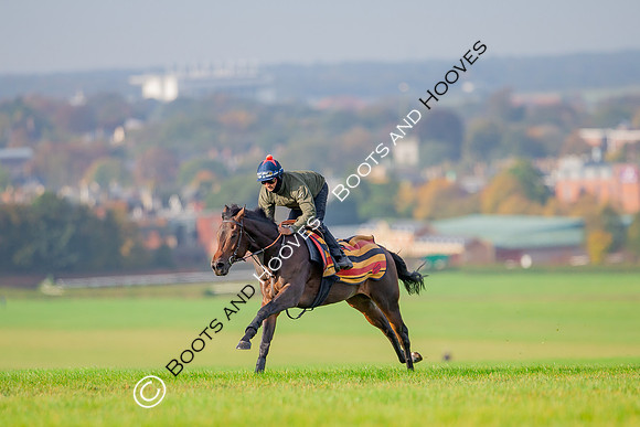 Newmarket
