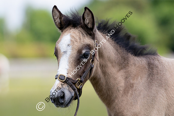 June 2022 ~MANDATORY Credit Elli Birch/Bootsandhooves- NO UNAUTHORISED USE - 07745909676