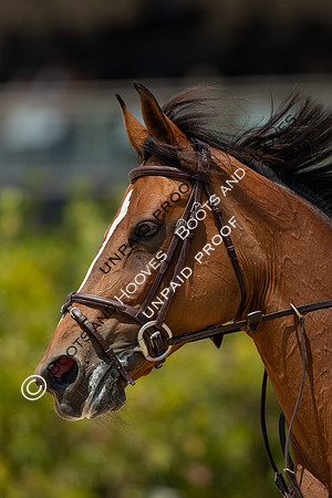 FEI Junior European Championship Young Riders, Juniors & Childre