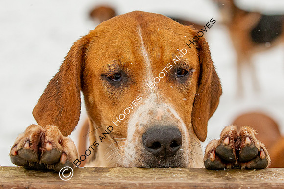 Hound Exercise