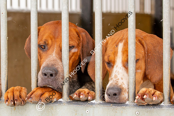 Hound Exercise