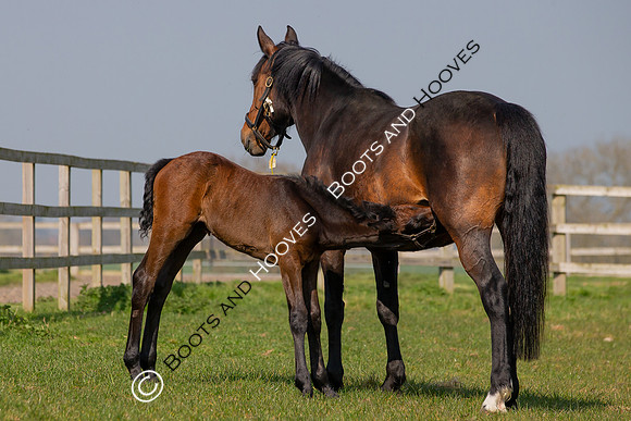 ~ MANDATORY Credit Elli Birch/Bootsandhooves- NO UNAUTHORISED USE - 07745909676