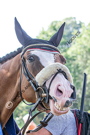 The Prenetics Royal International Horse Show