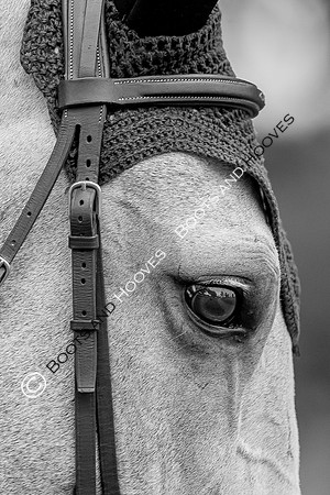 Science Supplements All England Jumping Championships