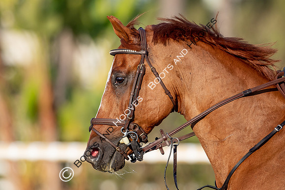 FEI Junior European Championship Young Riders, Juniors & Childre