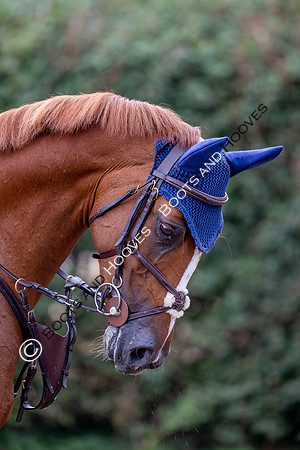 Science Supplements All England Jumping Championships