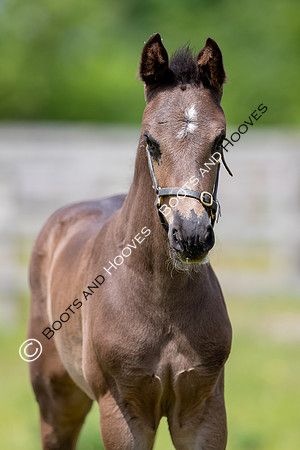 June 2022 ~MANDATORY Credit Elli Birch/Bootsandhooves- NO UNAUTHORISED USE - 07745909676
