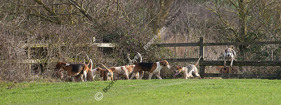 East Essex Hunt. Ladies Day. 29/01/2019 ~ MANDATORY Credit Elli Birch/Bootsandhooves - NO UNAUTHORISED USE - 07745 909676