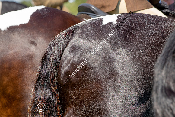 The Prenetics Royal International Horse Show